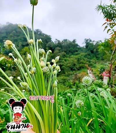 ผัดดอกหอมซูใส่ตับ